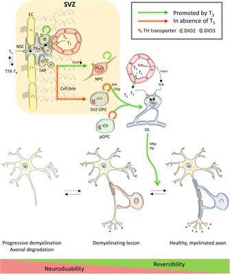 Thyroid Hormone and Neural Stem Cells: Repair Potential Following <mark class="highlighted">Brain and Spinal Cord Injury</mark>